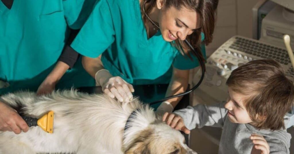 Comprehensive Veterinary Services