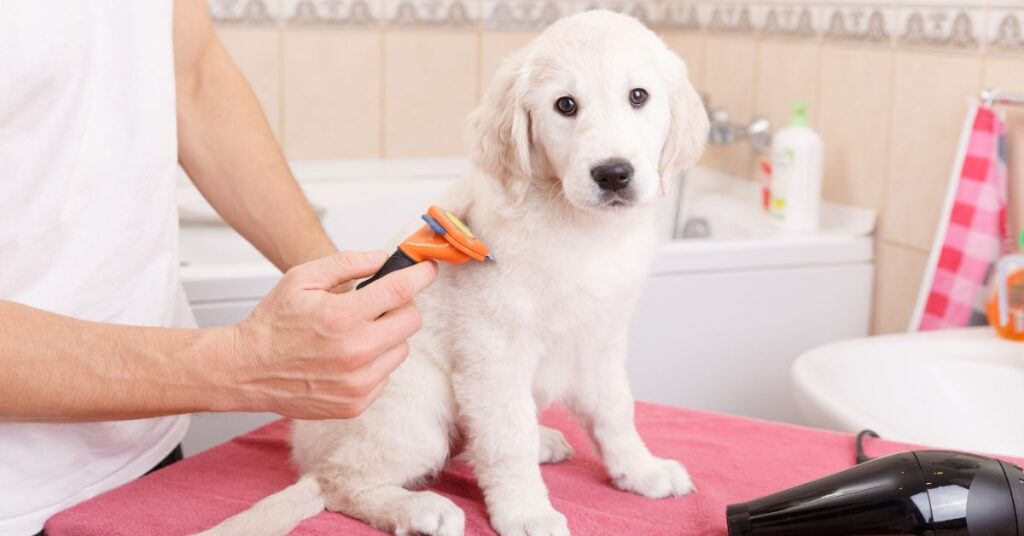 Grooming and Hygiene Services